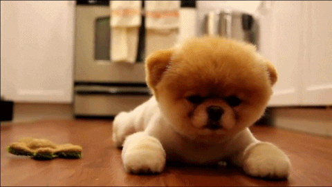 Cute Puppy GIF - Find & Share on GIPHY