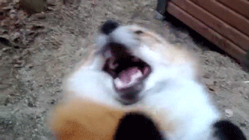 Dog With Buck Teeth Meme