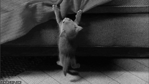 Hanging On Black And White GIF by Cheezburger - Find & Share on GIPHY