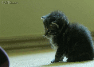 Tired Kitten GIF - Find & Share on GIPHY