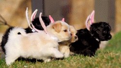 Spring Easter GIF - Find & Share on GIPHY