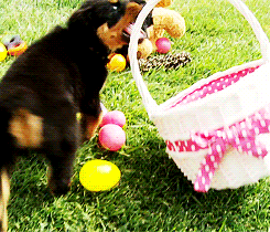 Easter GIF - Find & Share on GIPHY