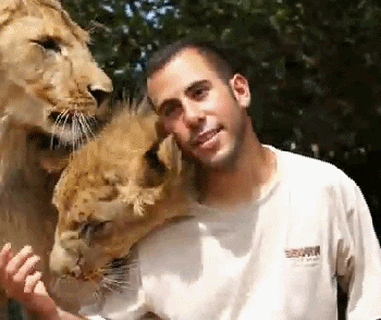 Lion Love GIF - Find & Share on GIPHY