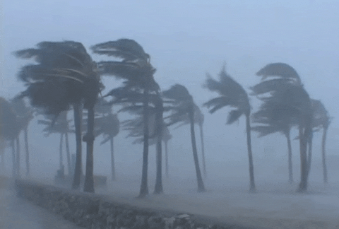 Palm Trees Storm GIF - Find & Share on GIPHY