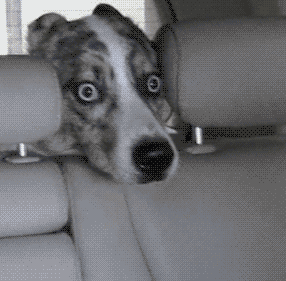 Scared Dog GIF - Find & Share on GIPHY