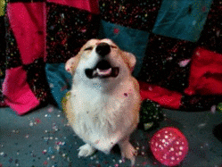 Happy New Year Dog GIF - Find & Share on GIPHY