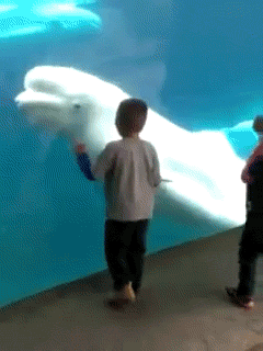 Video Beluga GIF - Find & Share on GIPHY