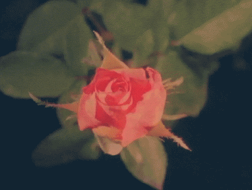 Blooming Flower GIFs - Find & Share on GIPHY