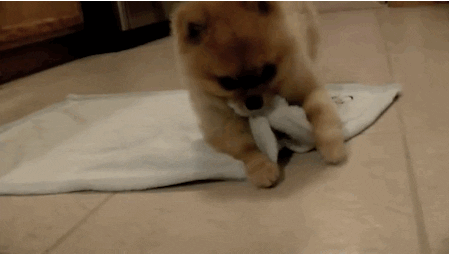 Tired Dog Rolls GIF - Find & Share on GIPHY