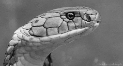 Black And White Snake GIF - Find & Share on GIPHY