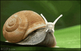 Image result for snail gif