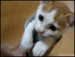 Kittens GIF
