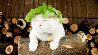 White Cat GIF - Find & Share on GIPHY