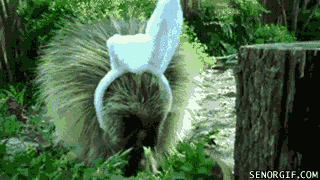 Easter GIF by Cheezburger - Find & Share on GIPHY