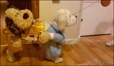 Just a Bunch of GIFs of Animals Wearing Halloween Costumes | Techwalla