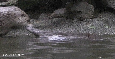tipos de predicado: Gif de uma lontra puxando o rabo de outra lontra para ajudá-la a sair da água.