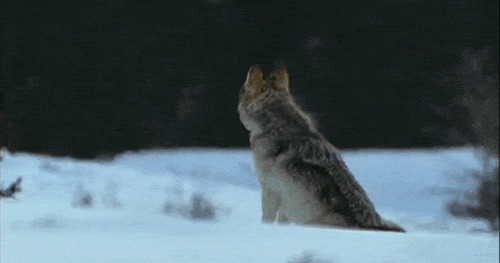 Wolf Howling GIF - Find & Share on GIPHY