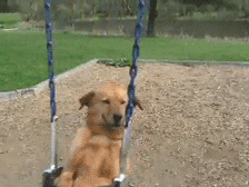 Dog Swing GIF by Cheezburger - Find & Share on GIPHY