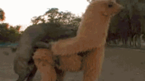 Funny Animal Sex - Animal sex GIFs - Get the best GIF on GIPHY