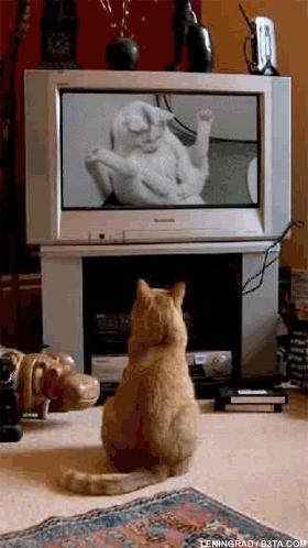 Animal Porn Gif - Funny Porn GIF - Find & Share on GIPHY