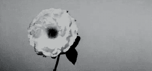 Black And White Flowers GIF - Find & Share on GIPHY