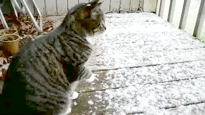 Winter GIF by Cheezburger - Find & Share on GIPHY