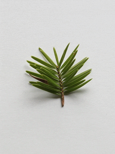 Chinese Pine