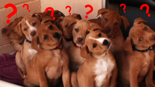 Confused Puppies GIF - Find & Share on GIPHY