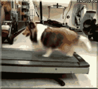 Dog Workout GIF by Cheezburger
