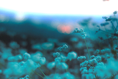 Wildflowers in Blue-Green Bokeh Background Cinemagraph