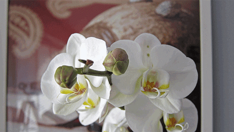 Gif de orquídeas brancas se abrindo.